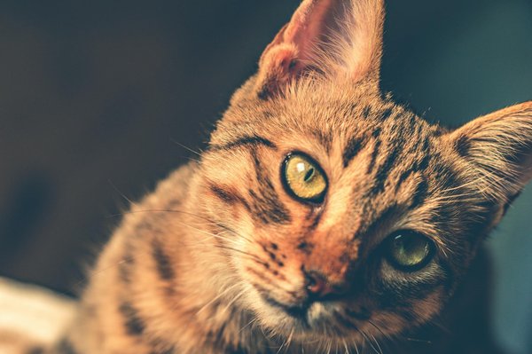 Guide des équipements nécessaires pour l'élevage de chats