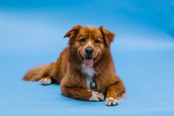 Comment gérer un chien qui a des besoins alimentaires spécifiques en raison d'une condition médicale ?